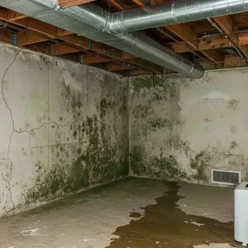 Professional Mold Removal in Cedar County, MO